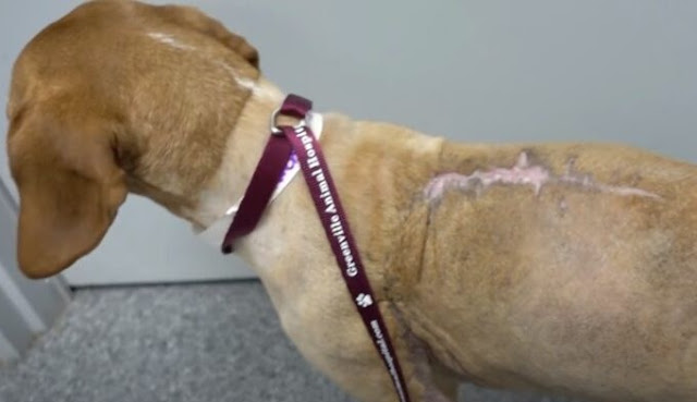 Extra image from article