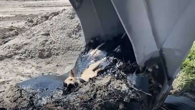 After being freed, the dog was swiftly t...
