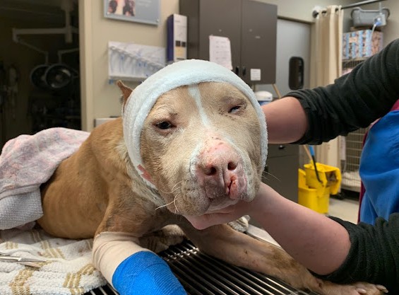 Extra image from article