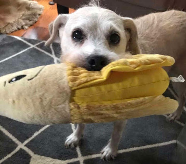 Despite her age and hearing loss, Tessa'...