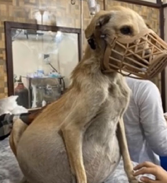 Gratitude is extended to everyone who of...