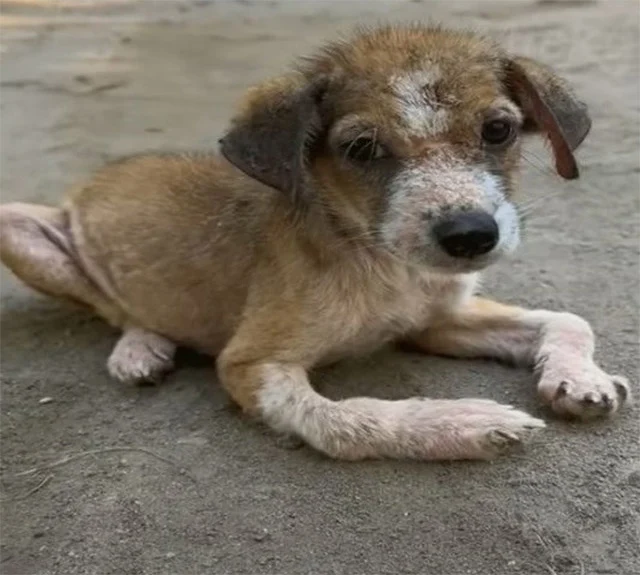 This experience underscores the profound...