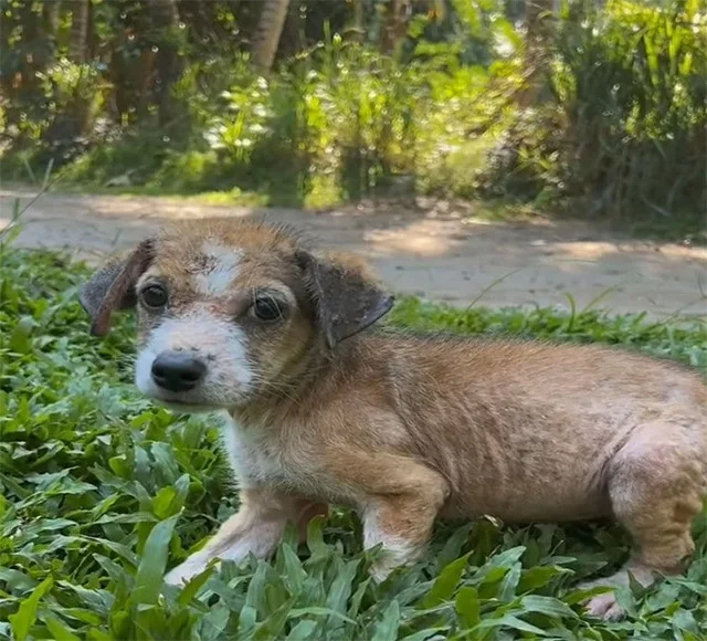 Extra image from article