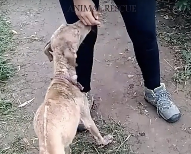 Extra image from article