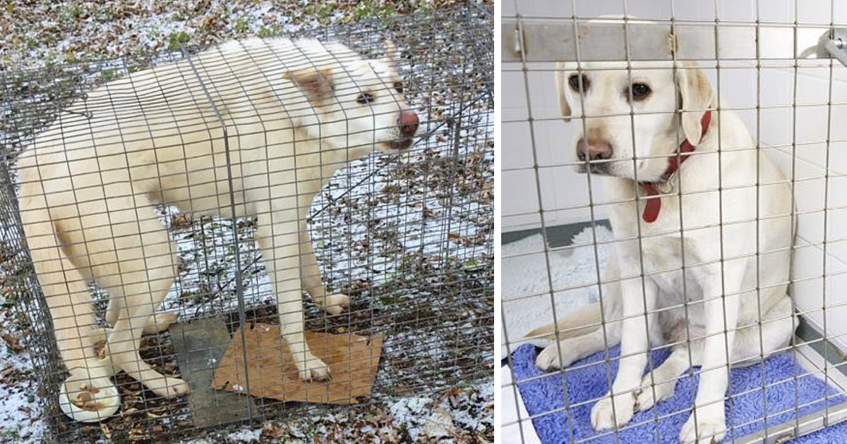 George's owners abandoned him, expecting...