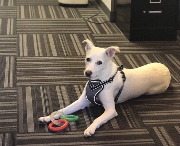 Extra image from article