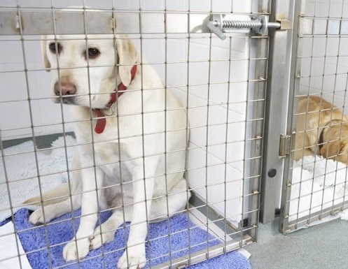 Today, George is thriving as a cherished...