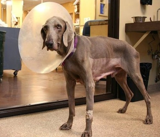 Following a successful surgery and brief...