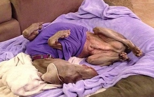 Since Gilbert's rescue in 2013, TPWR con...
