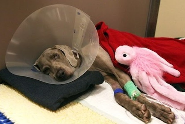 The expected cost for Gilbert’s care was...