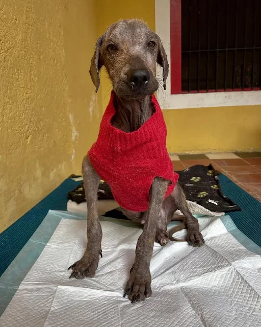 Extra image from article