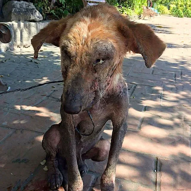 While dining at a local restaurant, Chat...