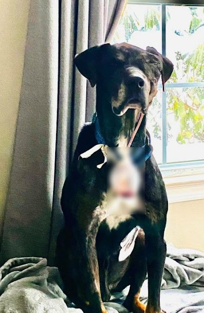 Extra image from article