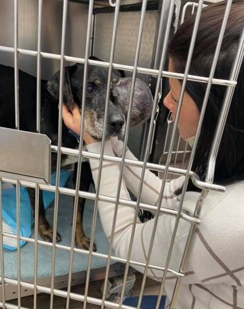 Once adopted, Gus basked in the love and...