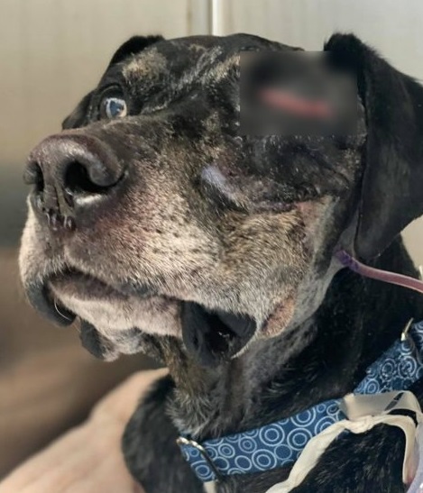 Extra image from article