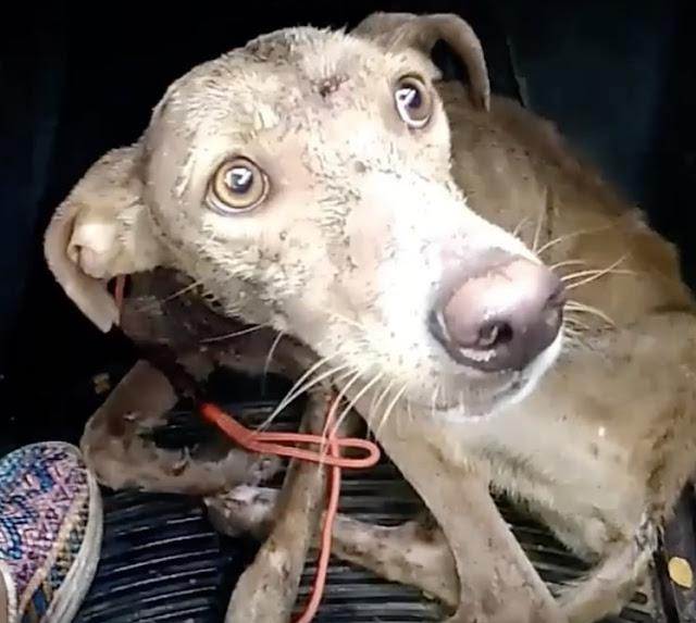 Extra image from article