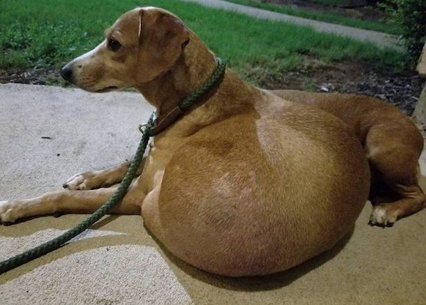 Remarkably, the veterinary experts at Ve...