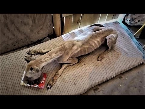 Extra image from article