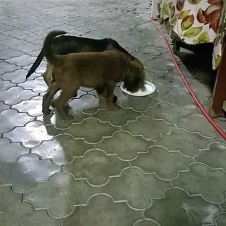 The tale of this devoted mother dog enco...