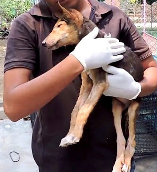 Extra image from article