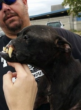 Khalessi’s story is a powerful reminder ...