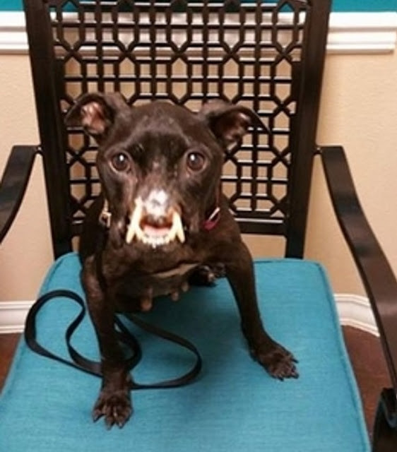 Extra image from article