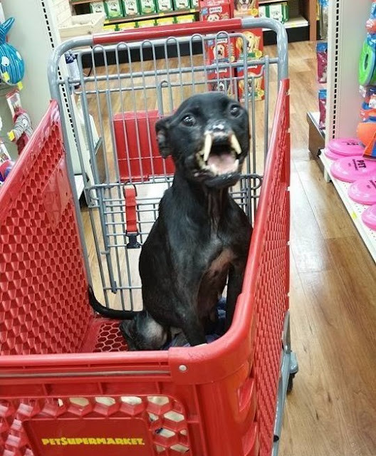 Extra image from article