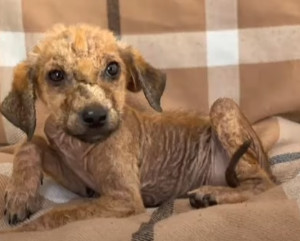 Extra image from article