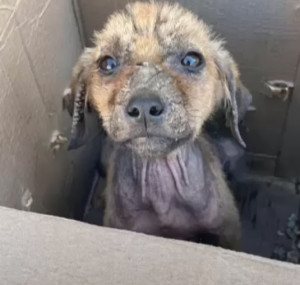 Extra image from article