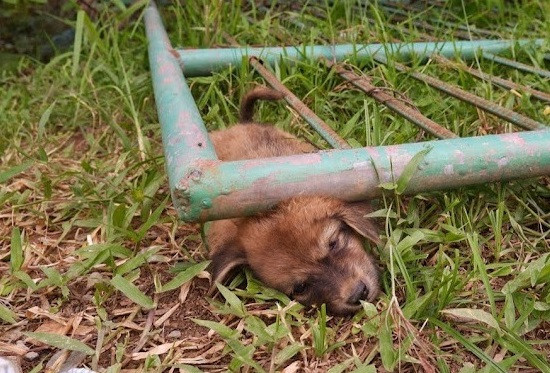 A compassionate passerby discovered one ...