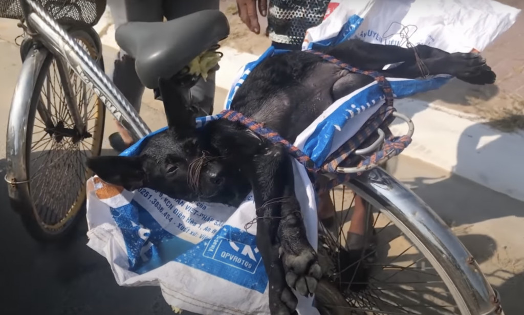 The situation demanded immediate and car...