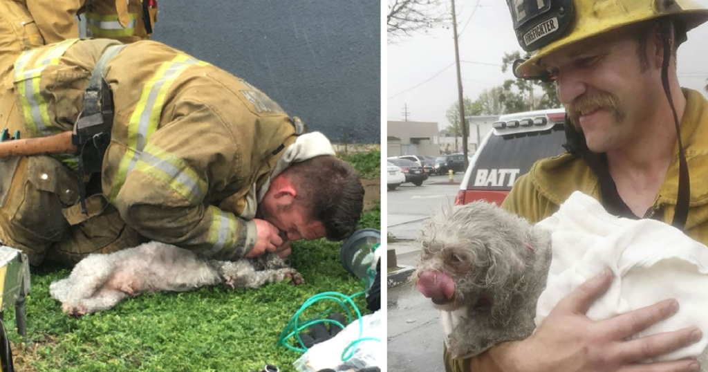Heroic Firefighter Rescues Puppy with "Mouth-to-Snout" CPR in Santa Monica Blaze