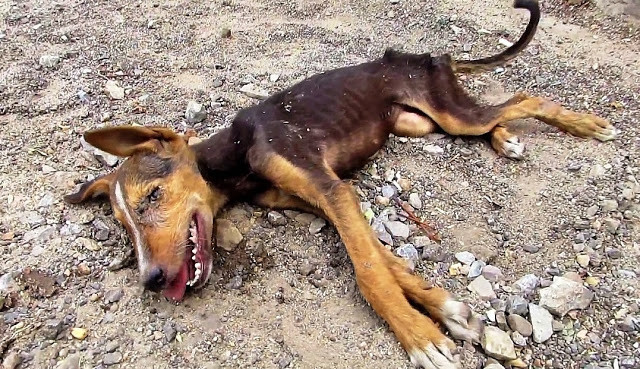 A homeless dog suffering from distemper ...