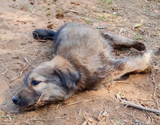 Upon arrival, the veterinarian assessed ...