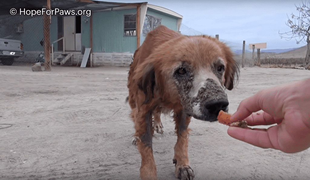 The rescue team used food to gently enco...