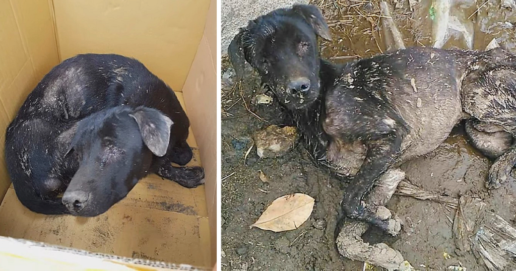 Rescuers found him in a pitiable state. ...