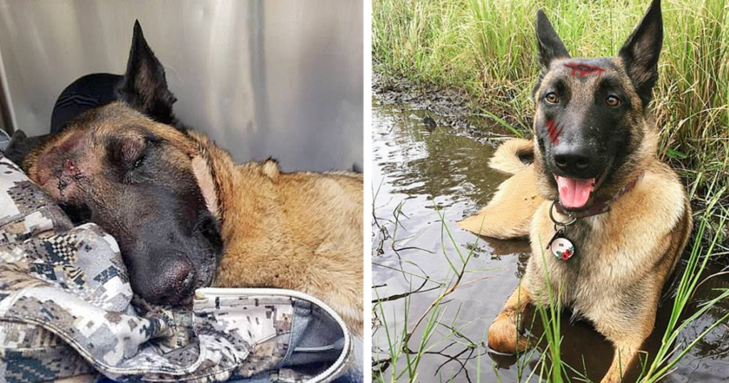 Brave Belgian Malinois Eva Saves Owner From Mountain Lion Attack, Inspires Worldwide Awe