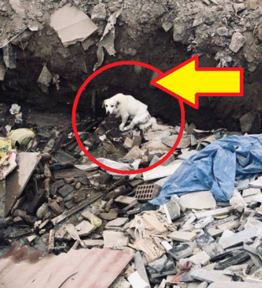 A heart-wrenching example of this occurr...