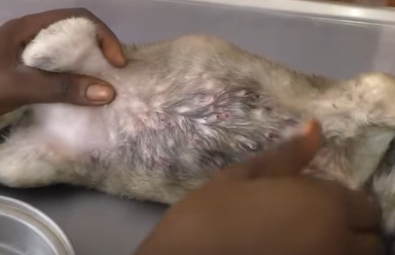 Extra image from article