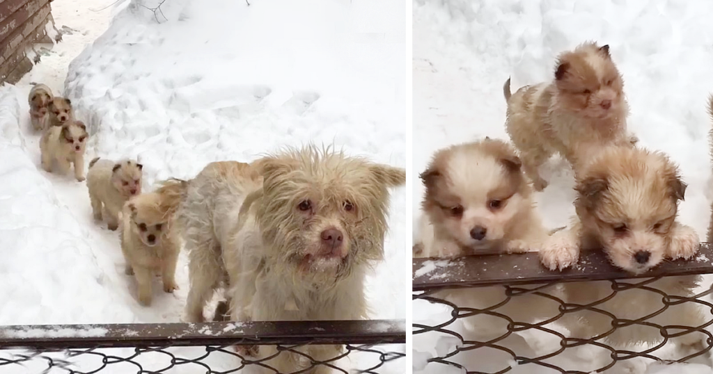 The dogs were living in challenging cond...