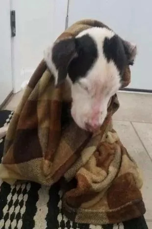 The tale of this puppy's rescue not only...