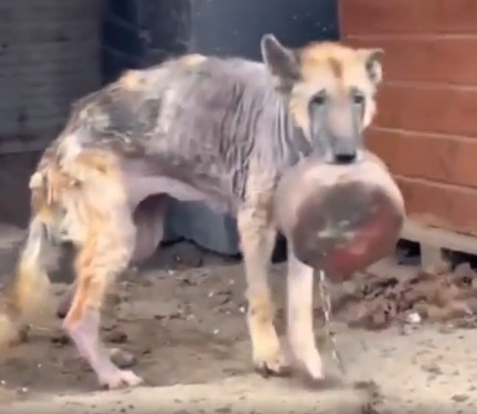 The dog's journey led him to a place he ...