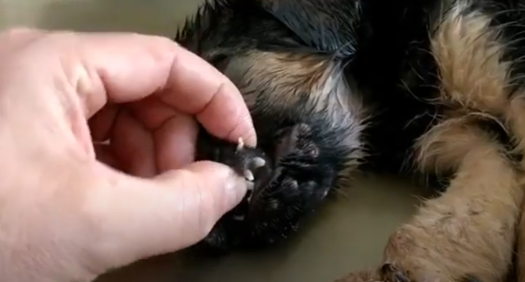 At the veterinary clinic, his distressin...