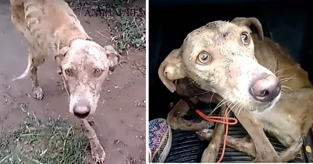 Thankfully, fate led kind-hearted indivi...