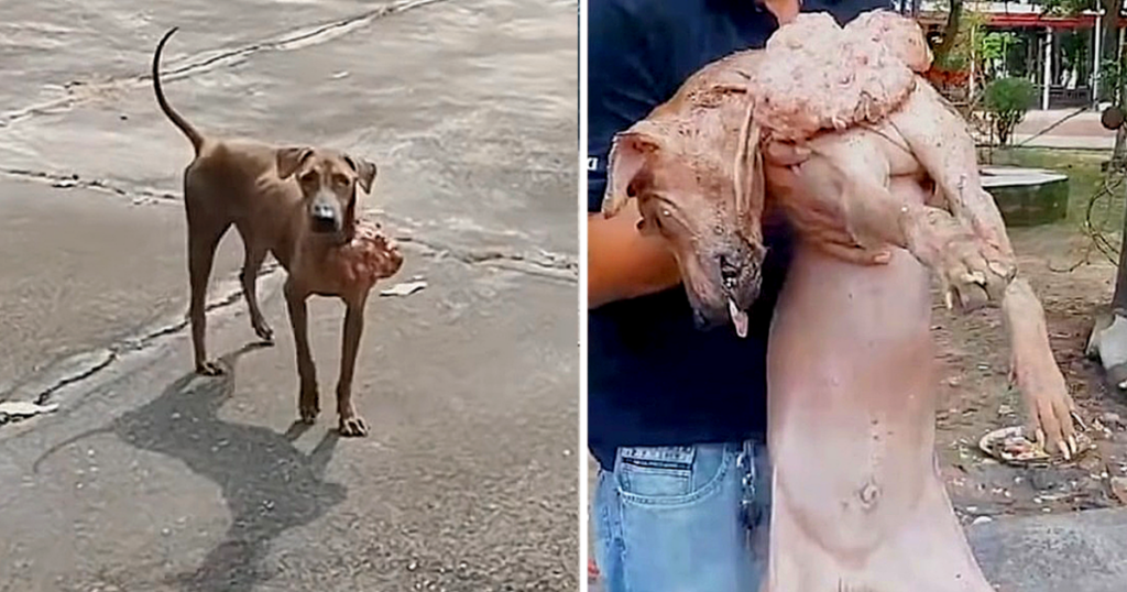 When they found the dog, they were shock...
