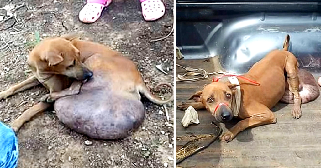 This poor dog had been enduring the tumo...