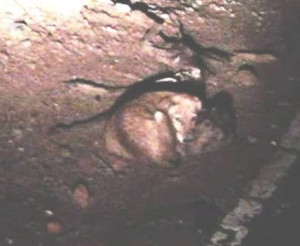 According to The Voice of Stray Dogs (Vo...