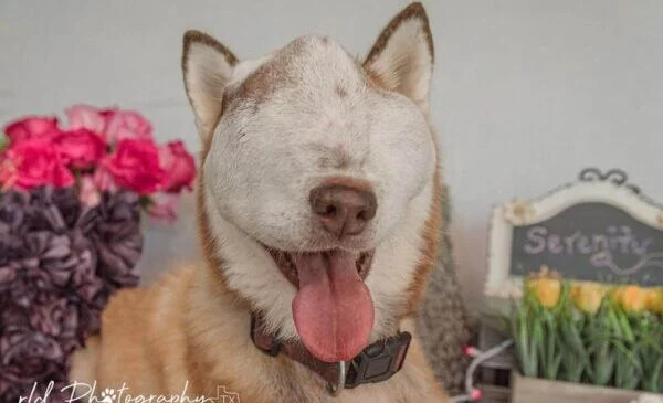 Originally a stray in San Antonio, Texas...