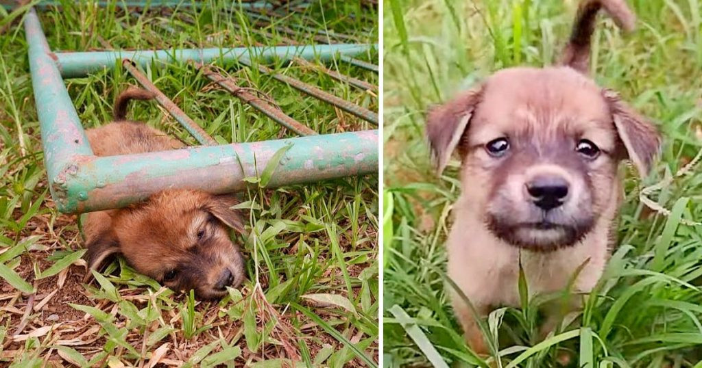 The narrative unfolded with the puppy tr...