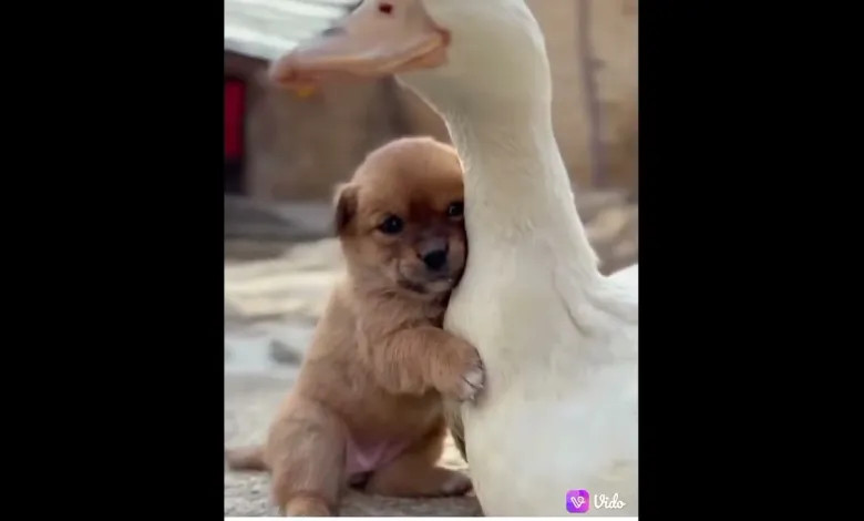 This remarkable encounter not only touch...